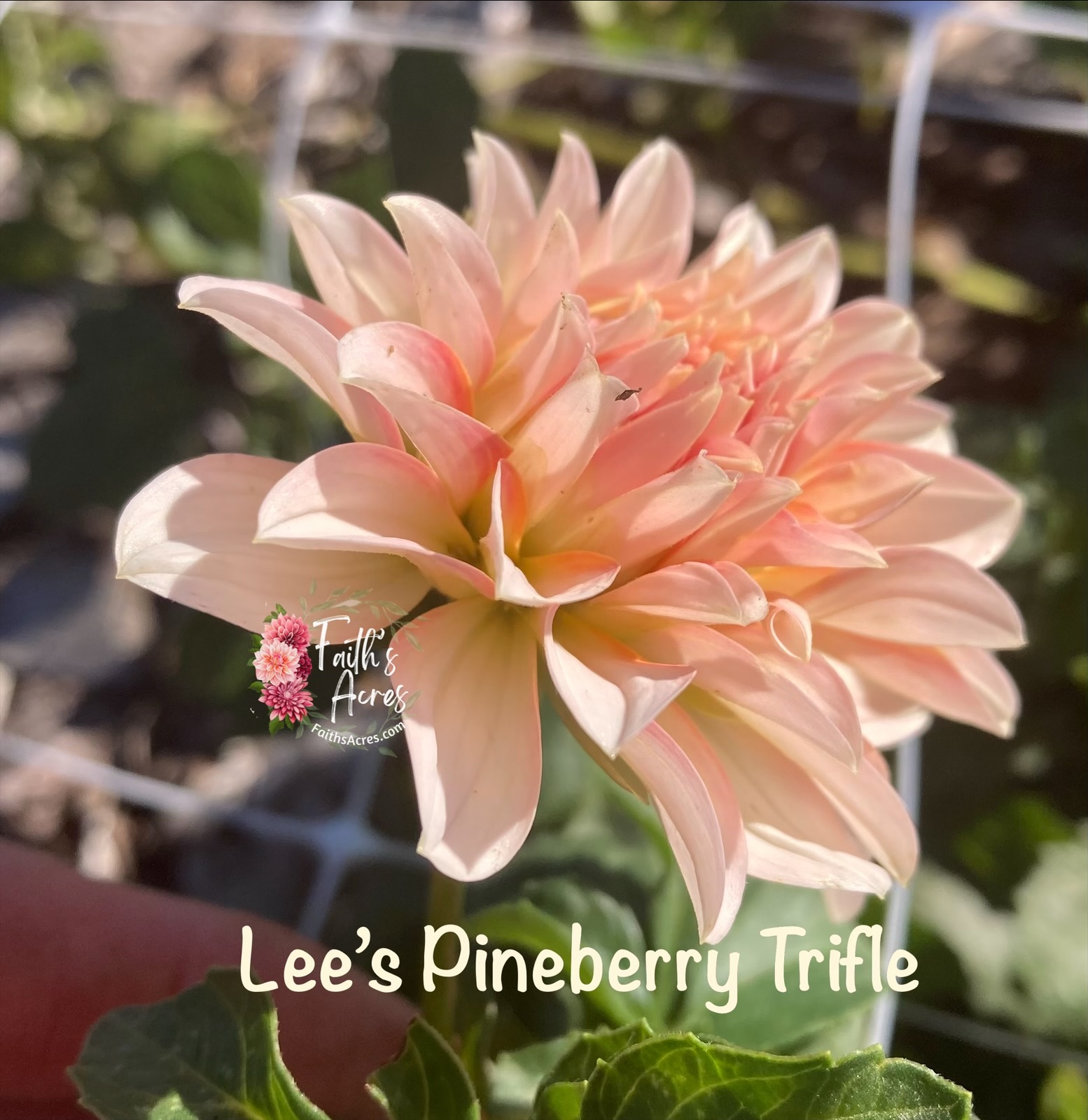 Lee's Pineberry Trifle - Image 2