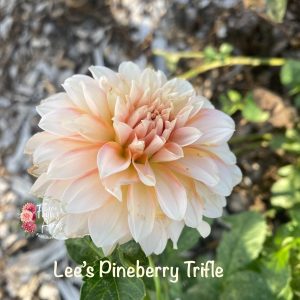 Lee's Pineberry Trifle