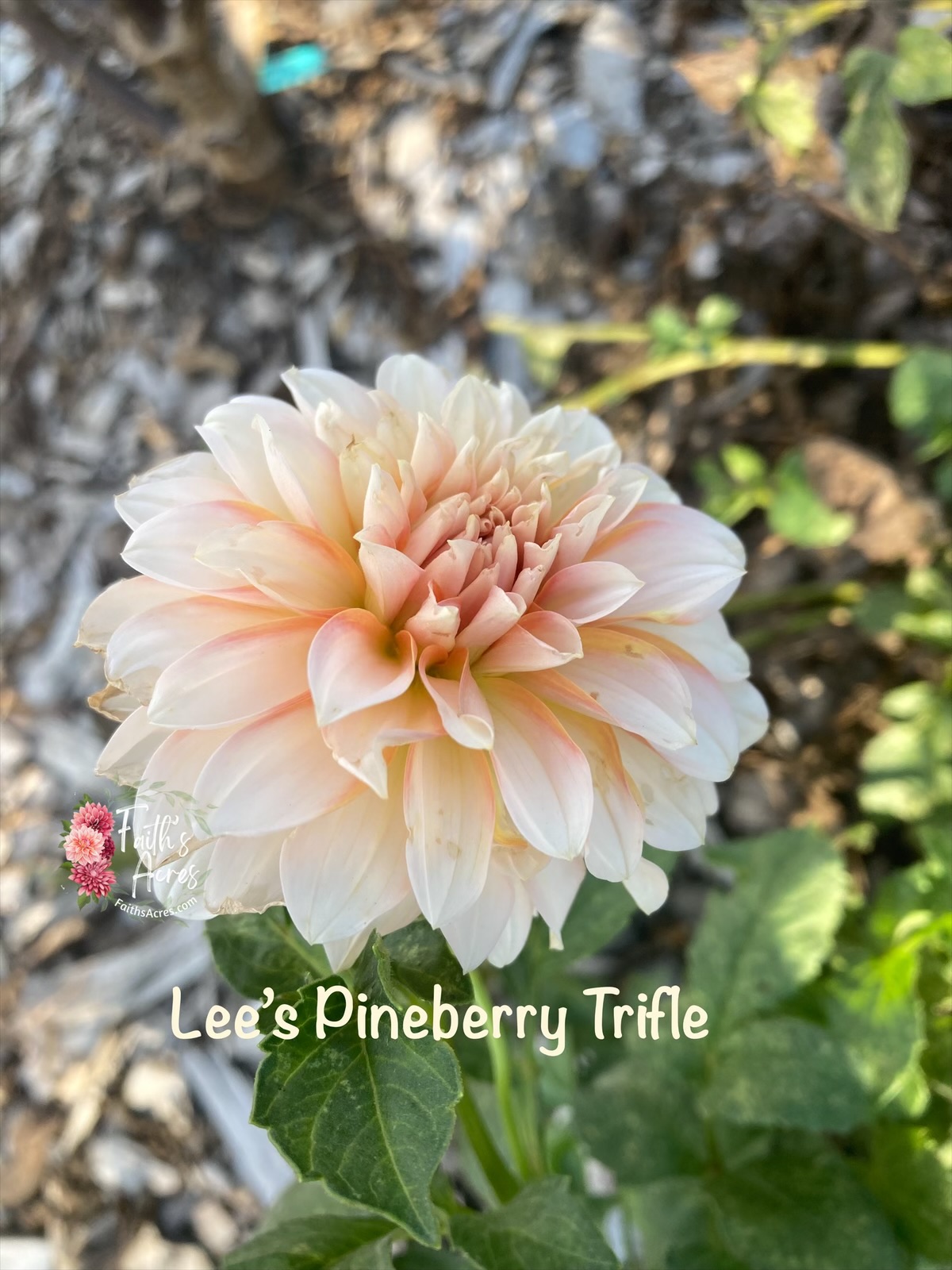 Lee's Pineberry Trifle